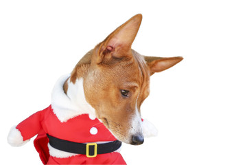 Basenji dog dressed in Santa Claus suit. Isolated on the white background.