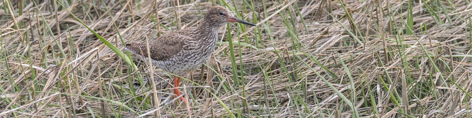 Rotschenkel, Tringa totanus, fliegt