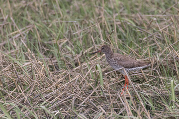 Rotschenkel, Tringa totanus, fliegt