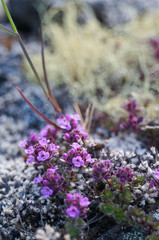 Beautiful wild flowers in Iceland.