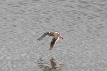 Rotschenkel, Tringa totanus, fliegt
