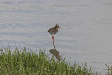 Rotschenkel, Tringa totanus, fliegt