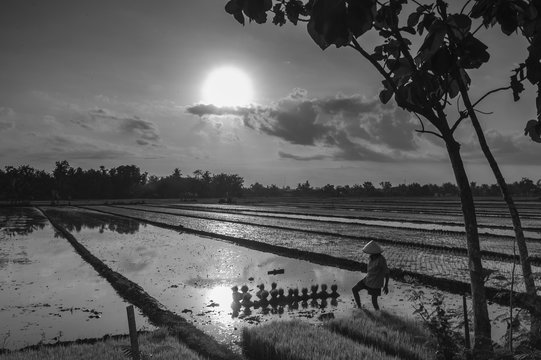 Rice farm black and white