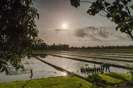 Farmer in rice field