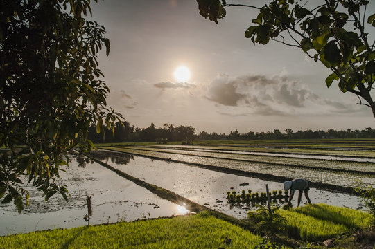 Rice field evening