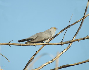 The cuckoo sits on a branch of a dry tree. 