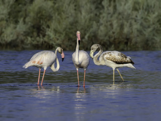 Greater Flamingos Foraging on the Pond