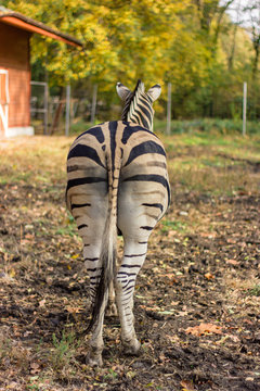 animal zebra from the tail wagging tail