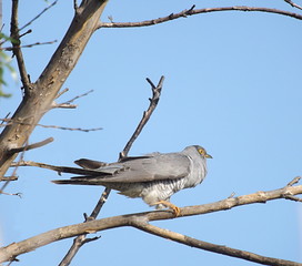 The cuckoo sits on a branch of a dry tree.