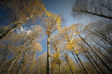 Photograph of a forest with autumn colors. Trees, leaves and greenery 