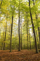 Herbstwald