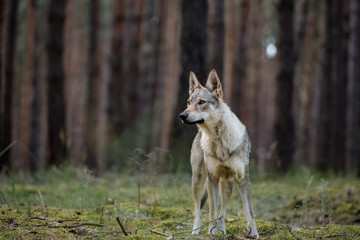 wolfdog in the nature