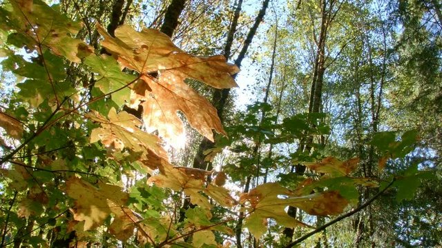 Sunburst lens flare big leaf maple fall McKenzie River Valley Oregon 4