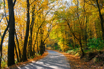 Bright and scenic landscape of new road across auttumn trees with fallen orange and yellow leaf