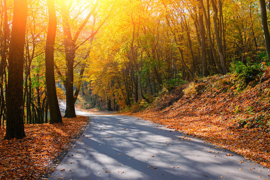 Bright and scenic landscape of new road across auttumn trees with fallen orange and yellow leaf