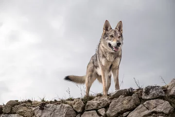 Tuinposter wolf standing on a ruin with plenty space for text or advert © mjurik