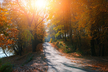 Bright and scenic landscape of new road with bicyclist across auttumn trees with fallen orange and yellow leaf