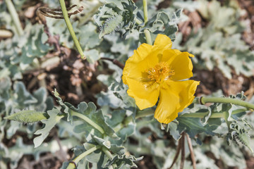 Fototapeta premium Yellow horned poppy flower