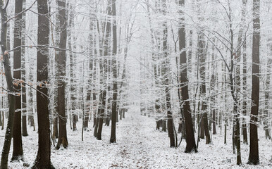winter forest path with snow and frozen fog on trees