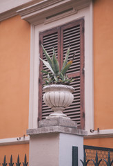plant aloe and window on backdrop