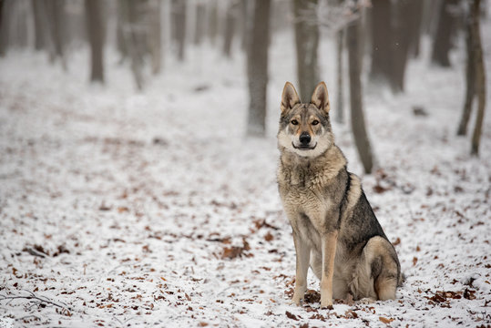 wolfdog in the nature