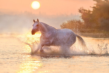 White horse runs through the water with spray at orange sunrise