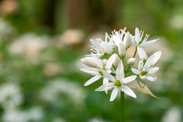 blossom of Allium ursinum which has huge health benefits