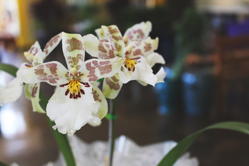 Orquídea, flor, beleza 