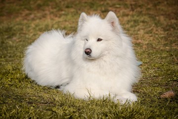 un chien samoyède blanc avec des longs poils doux couché dans l'herbe d'automne avec une pomme de pin à coté de lui