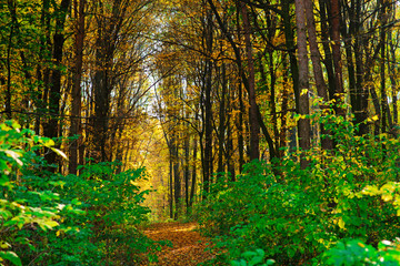 Fototapeta na wymiar Bright and colorful landscape of autumn forest trail covered with leaf