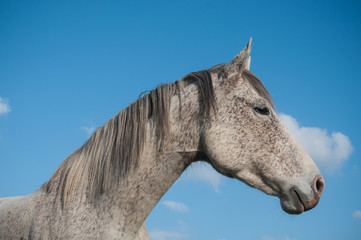 portrait de cheval gris dans une prairie 