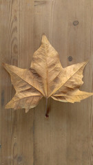 Naklejka na ściany i meble single autumn leaf on wooden background