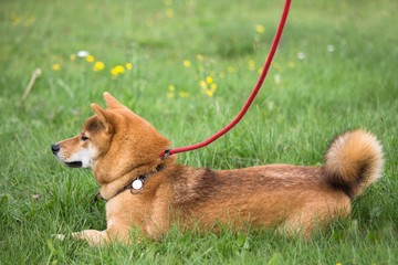 chien de race shiba inu couché dans l'herbe avec un exercice pas bouger