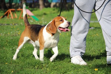 éducation canine obéissance avec un chien beagle en laisse pour la suite au pied