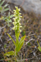 Beautiful wild flowers in Iceland.