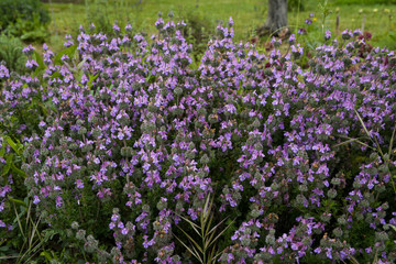 Fototapeta premium Sauge multicaulis, Sauge à nombreuses tiges, Salvia multicaulis