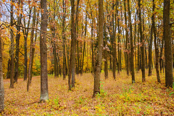 Autumn landscape of colorful trees stem in forest