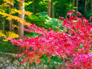 丹波の紅葉