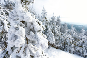 Fototapeta na wymiar Winter landscape with tops of fir tree under snow