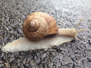 Snail, caracol