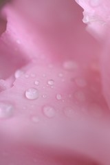 Obraz na płótnie Canvas Macro details of Pink Rose petals with water droplets in vertical frame
