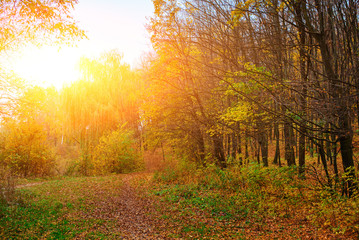 Bright and colorful landscape of autumn forest with trail covered with leaf