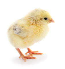 Obraz premium Small yellow chicken.
