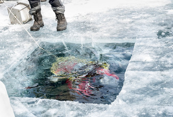the diver plunged into the hole in the ice of lake Baikal