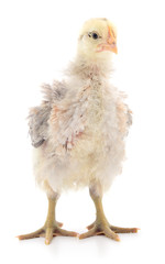 Small yellow chicken.