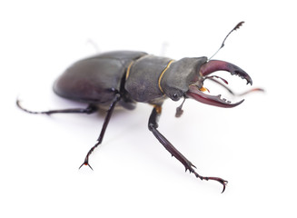Black Stag Beetle.