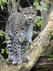 Persian Leopard, Panthera pardus saxicolor, observes the surroundings of the tree