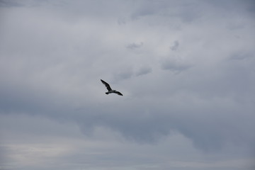 Seagull
