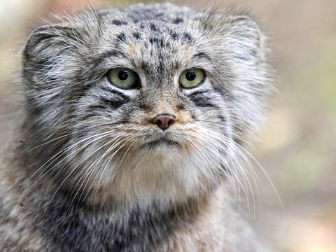 portrait of a male the nice Asian cat Pallas' cat, Otocolobus manul