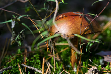 Edible mushroom in a forest